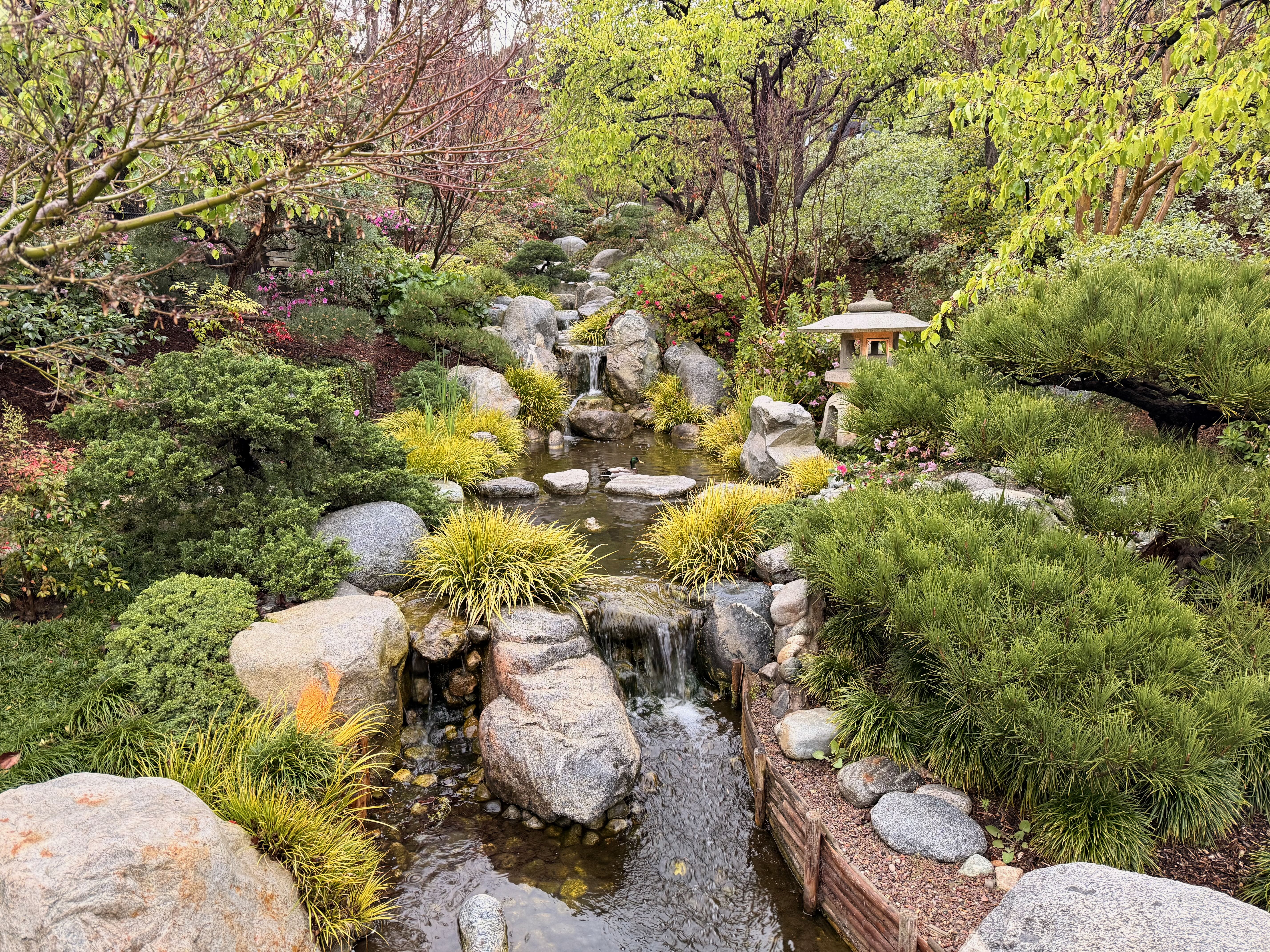 Japanese garden at Balboa Park