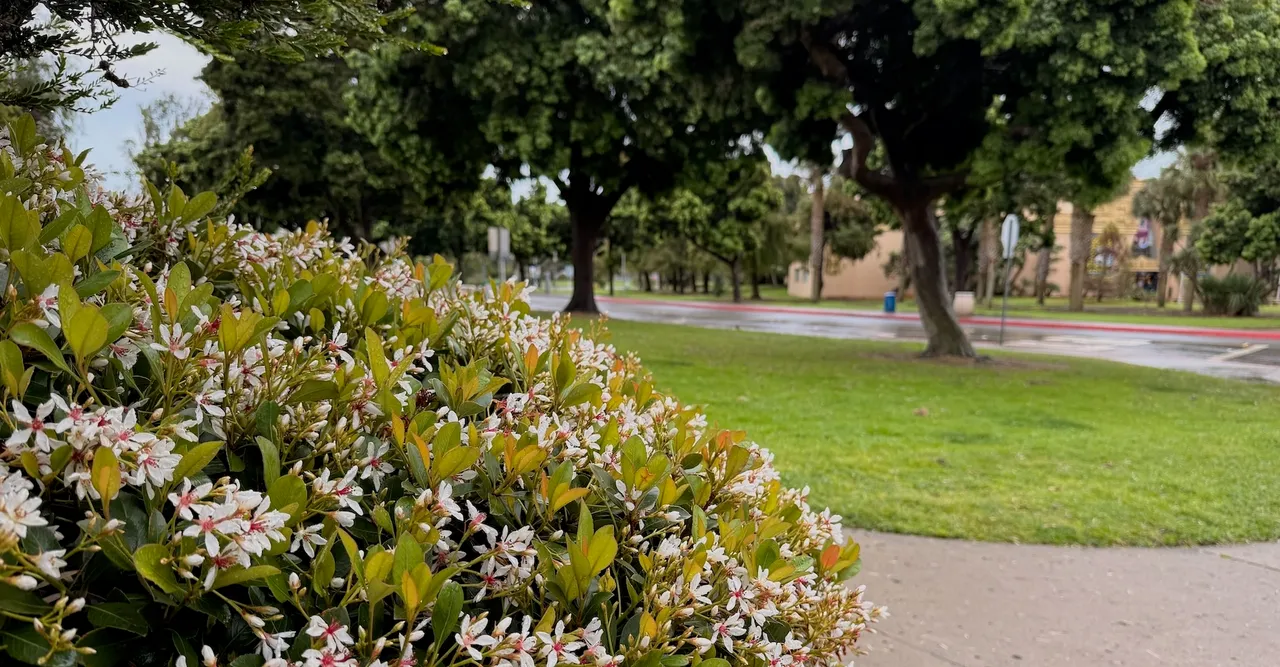A landscaped garden in San Diego